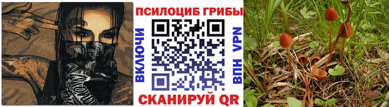 Галлюциногенные грибы Psilocybine cubensis  блэк спрут зеркало  Краснозаводск 